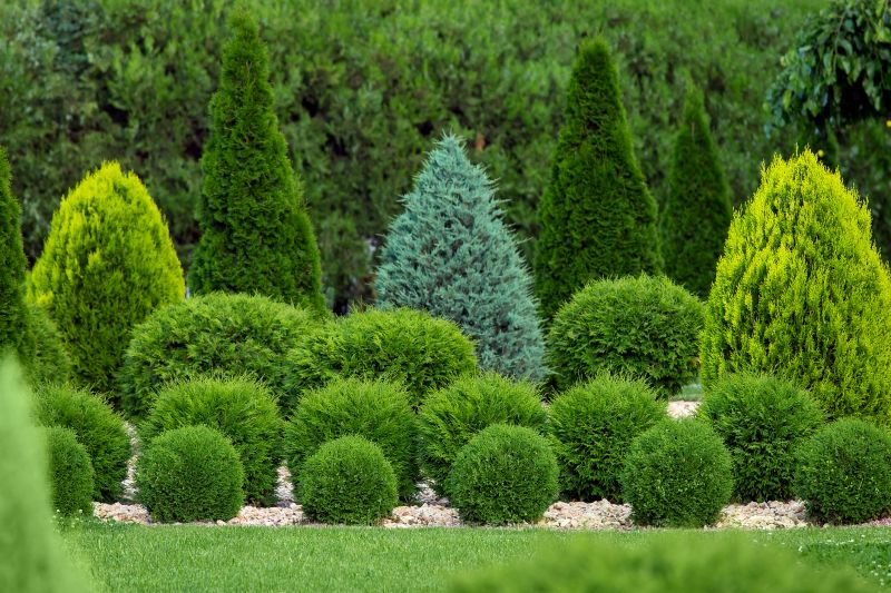 Bush Relocation in Aiken, SC